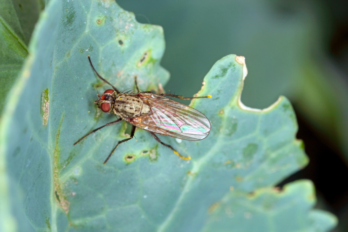Dospělec květilky zelné (Delia radicum) Dospělec květilky zelné (Delia radicum)