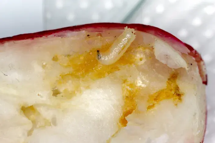 Larva květilky zelné (Delia radicum) v ředkvičce Larva květilky zelné (Delia radicum) v ředkvičce