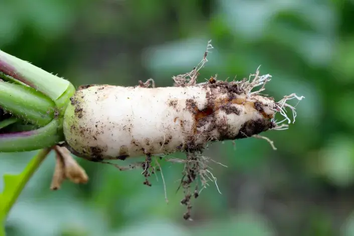 Červivá bílá ředkvička Červivá bílá ředkvička