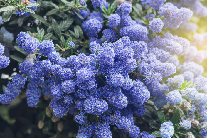 Modré květy latnatce