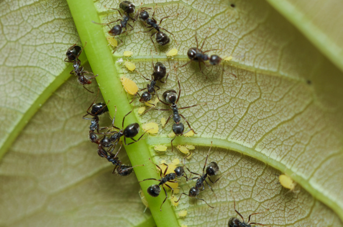 Mravenci a mšice na spodní straně listu