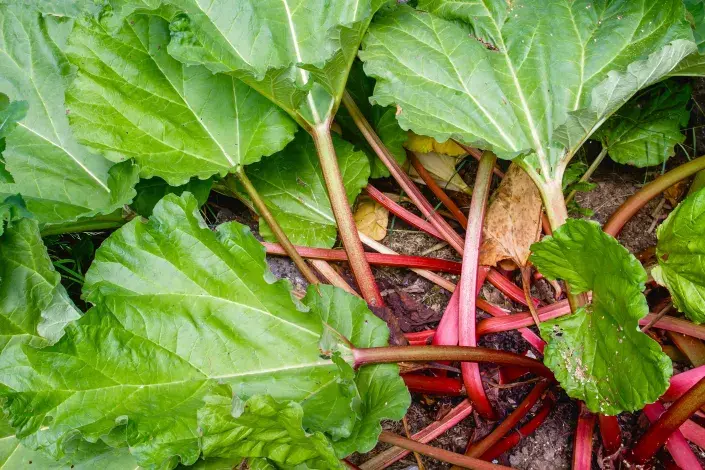 Narůžovělé řapíky rebarbory Narůžovělé řapíky rebarbory