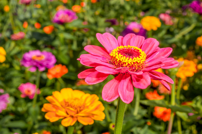 OSTÁLKA SLIČNÁ (Zinnia elegans) OSTÁLKA SLIČNÁ (Zinnia elegans)