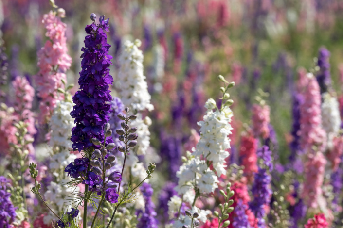 OSTROŽKA ZAHRADNÍ (Delphinium ajacis) OSTROŽKA ZAHRADNÍ (Delphinium ajacis)