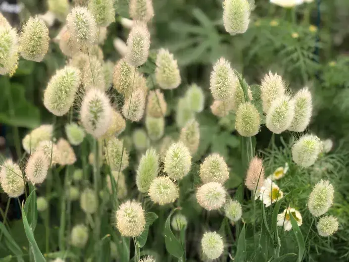 Okrasné traviny kviz Okrasné traviny kviz