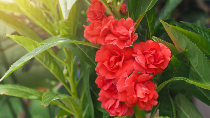 NETÝKAVKA BALZAMÍNA (Impatiens balsamina)