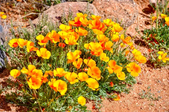 SLUNCOVKA KALIFORNSKÁ (Eschscholzia californica
