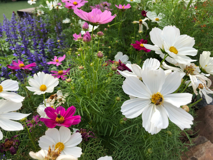 KRÁSENKA ZPEŘENÁ (Cosmos bipinnatus