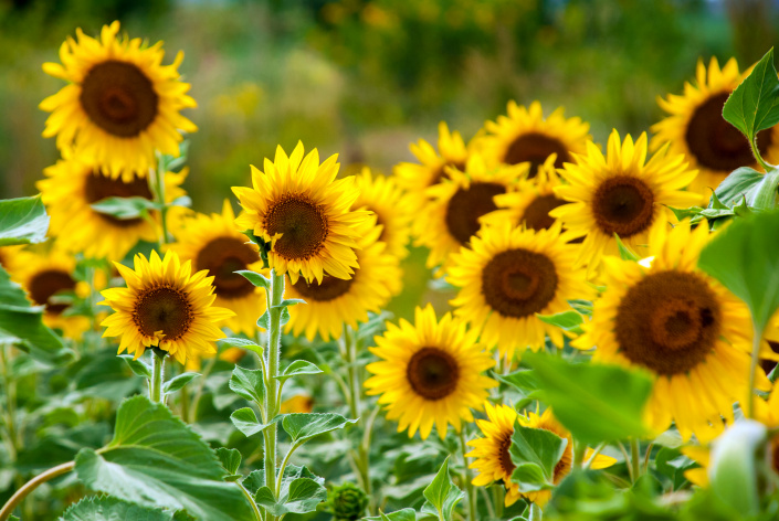 SLUNEČNICE ROČNÍ (Helianthus annus) SLUNEČNICE ROČNÍ (Helianthus annus)