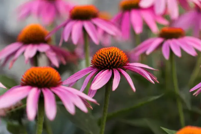 Hádanky pro zvídavé zahrádkáře Hádanky pro zvídavé zahrádkáře