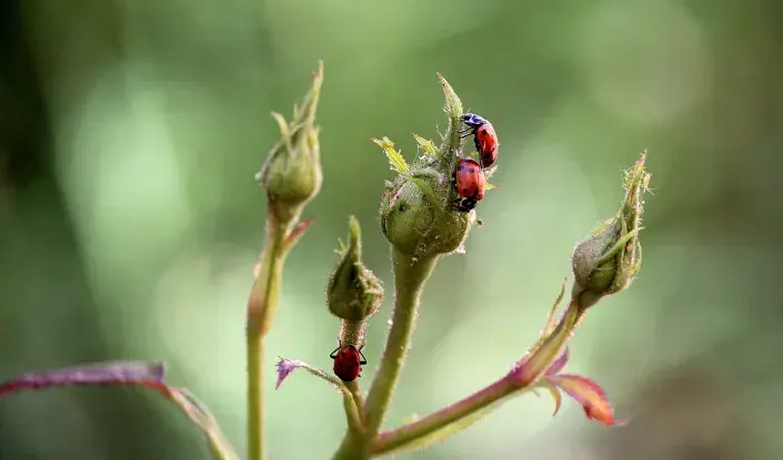 Mšice: Jak vyhrát věčný boj? Zapojte včas hmyzožrouty, rostliny smradlavky a další vychytávky Mšice: Jak vyhrát věčný boj? Zapojte včas hmyzožrouty, rostliny smradlavky a další vychytávky