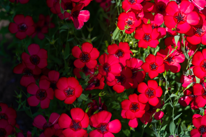 LEN VELKOKVĚTÝ (Linum grandiflorum)