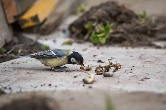 Užitečný hmyz na zahradě Užitečný hmyz na zahradě