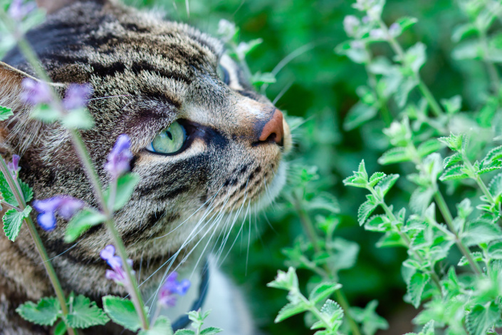 Šanta kočičí (Nepeta cataria)