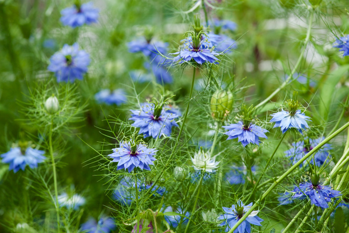 ČERNUCHA DAMAŠSKÁ (Nigella damascena)