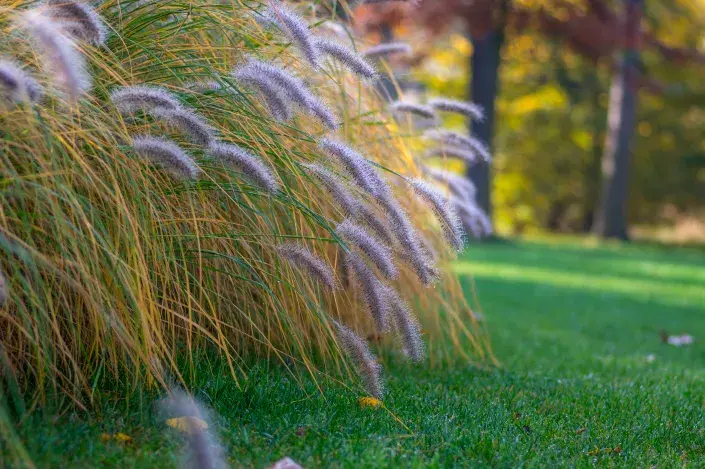 Okrasné traviny kviz Okrasné traviny kviz