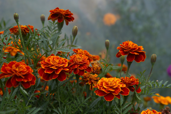 AKSAMITNÍK (Tagetes) AKSAMITNÍK (Tagetes)