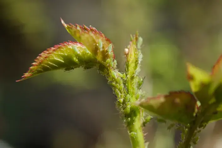 Mšice: Jak vyhrát věčný boj? Zapojte včas hmyzožrouty, rostliny smradlavky a další vychytávky Mšice: Jak vyhrát věčný boj? Zapojte včas hmyzožrouty, rostliny smradlavky a další vychytávky