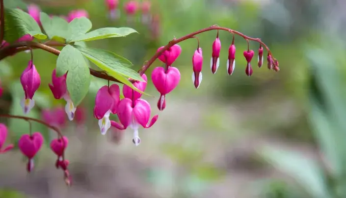 Srdcovka: princezna ze záhonu našich babiček. Proč ji mít na své zahradě a jak ovlivňuje pozitivně naši mysl? Srdcovka: princezna ze záhonu našich babiček. Proč ji mít na své zahradě a jak ovlivňuje pozitivně naši mysl?