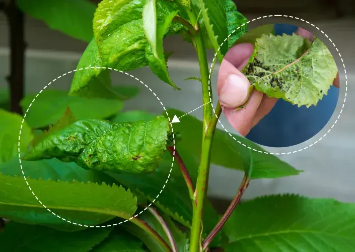 Jak se úplně vyhnout výskytu mšic? Pomohou domácí postřiky a další vychytávky Jak se úplně vyhnout výskytu mšic? Pomohou domácí postřiky a další vychytávky