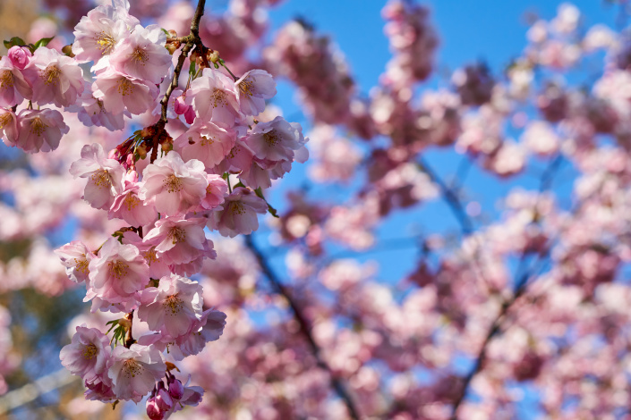 Sakura Sakura
