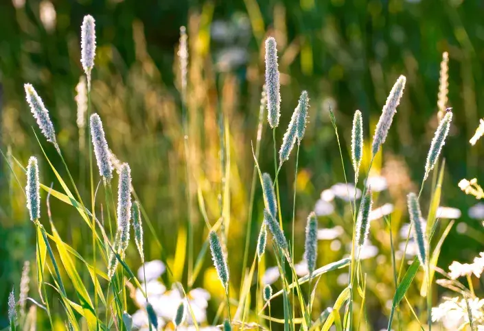 Bojínek luční v lučním porostu Bojínek luční v lučním porostu