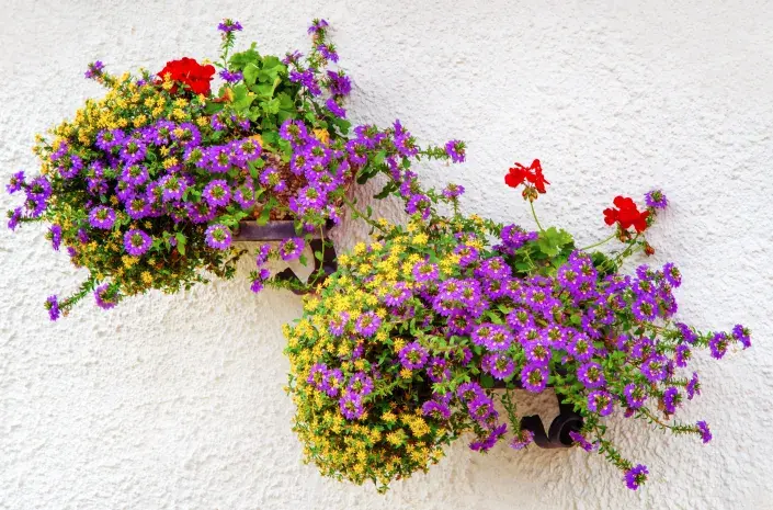 Závěsná nádoba s vitálkou, vějířovkou a muškátem Závěsná nádoba s vitálkou, vějířovkou a muškátem