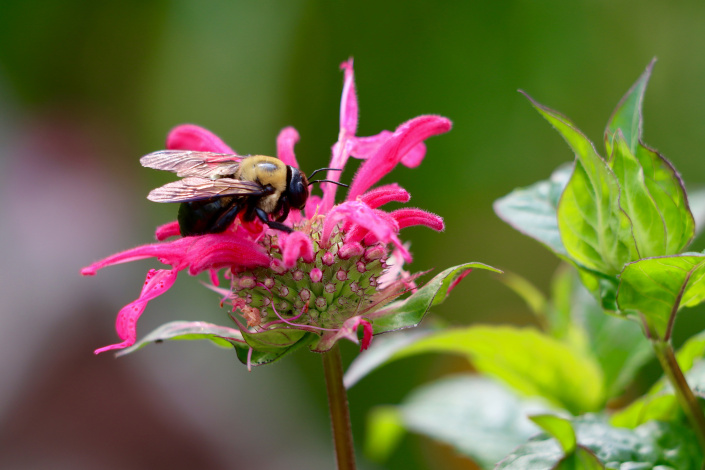 Samotářská včela drvodělka na květu zavinutky