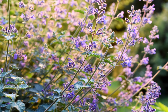 Šanta kočičí (Nepeta cataria)