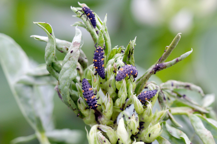 Larva slunéčka sedmitečného Larva slunéčka sedmitečného