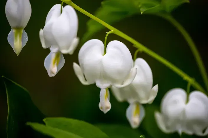 Srdcovka: princezna ze záhonu našich babiček. Proč ji mít na své zahradě a jak ovlivňuje pozitivně naši mysl? Srdcovka: princezna ze záhonu našich babiček. Proč ji mít na své zahradě a jak ovlivňuje pozitivně naši mysl?