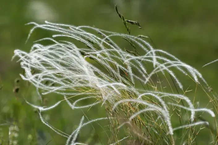 Okrasné traviny kviz Okrasné traviny kviz