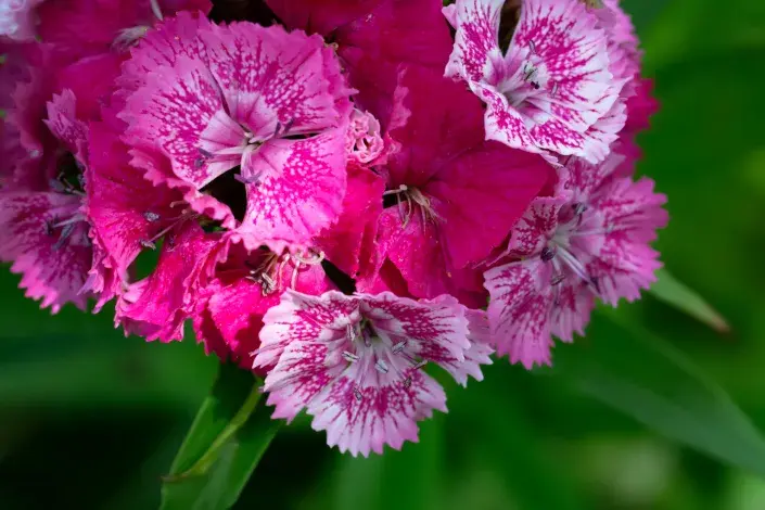 Kvíz pro zvídavé zahrádkáře Kvíz pro zvídavé zahrádkáře