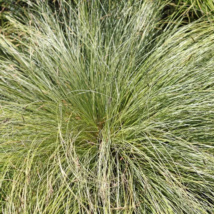 Okrasné traviny kviz Okrasné traviny kviz