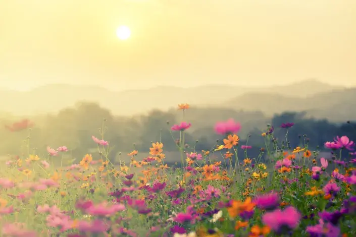 Květinová louka Květinová louka