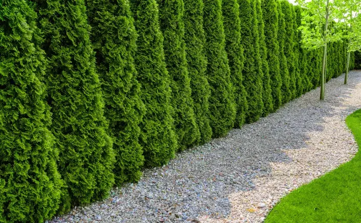 Živý plot z tújí Živý plot z tújí