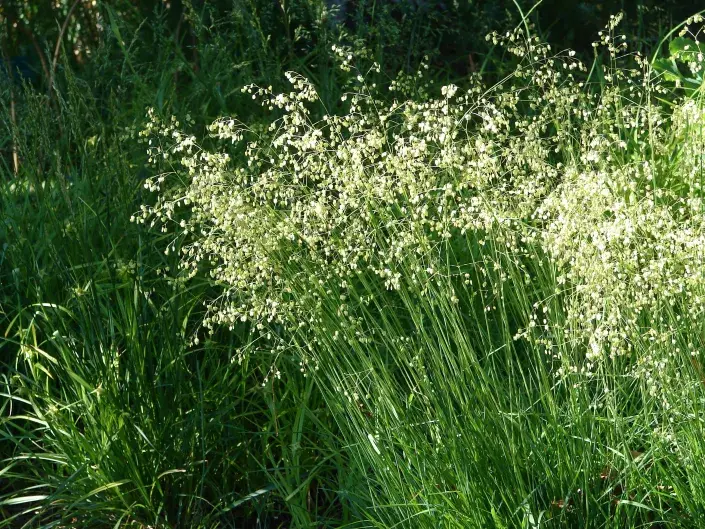 Okrasné traviny kviz Okrasné traviny kviz