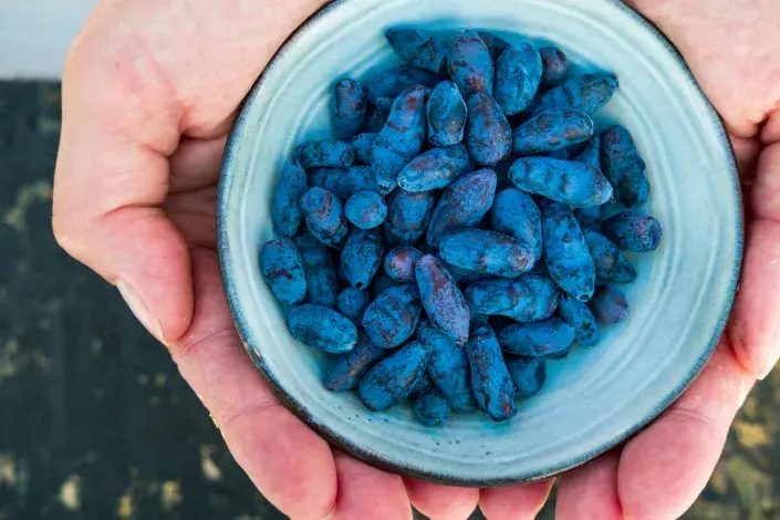 Plody zimolezu kamčatského