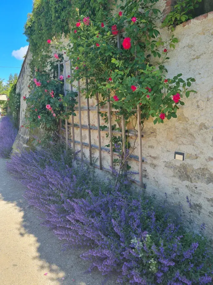 Růže ve spojení s šantou