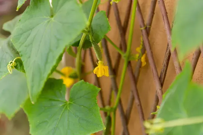 Rostlina okurky vyvázaná k treláži Rostlina okurky vyvázaná k treláži