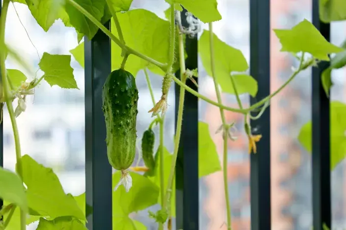 Okurky na balkoně Okurky na balkoně