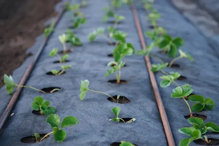 Mulčovací textilie na záhonu s jahodníky