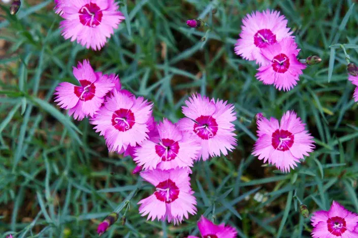 Růžové květy hvozdíku péřitého Růžové květy hvozdíku péřitého