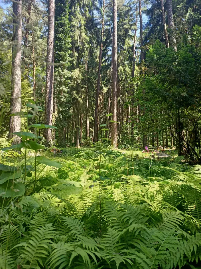Lesní hřbitov Podrost kapradin