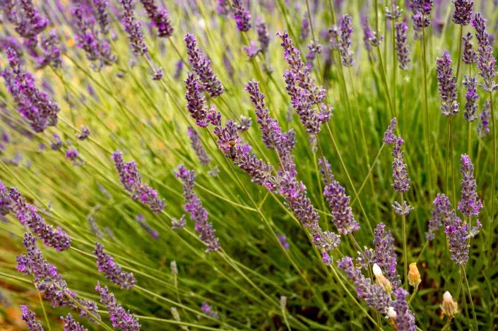 Květy lavandinu