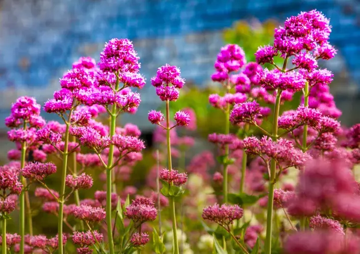 Květy mavuně červené Květy mavuně červené