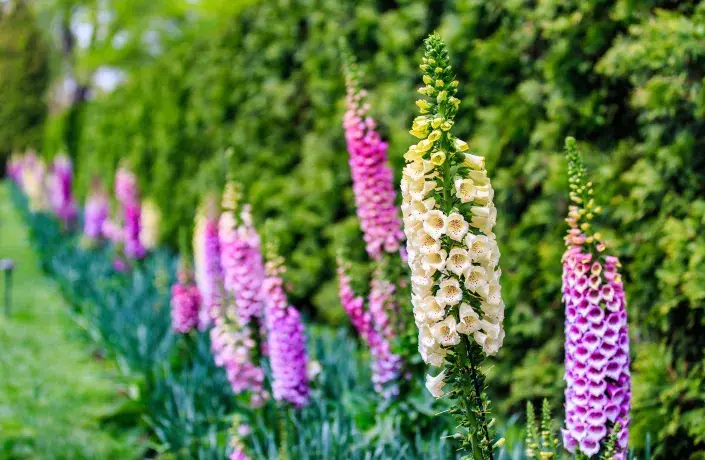 Dlouhý záhon s náprstníky