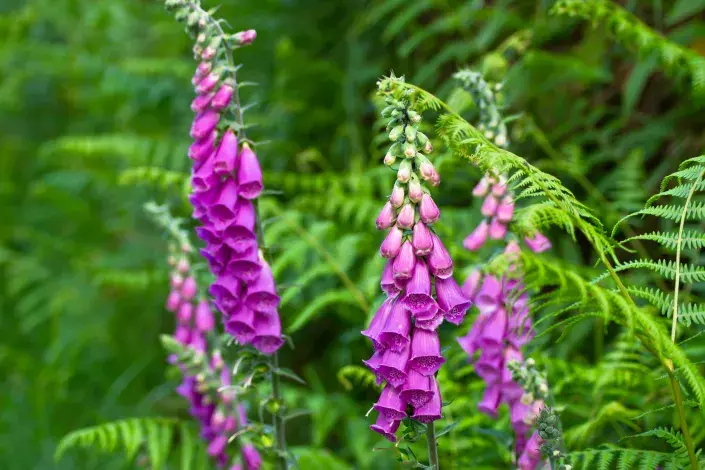 Náprstník purpurový (Digitalis purpurea)
