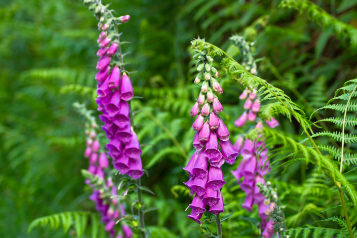 Náprstník purpurový (Digitalis purpurea)