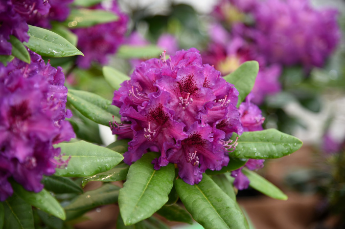 Vínové květy rododendronu Vínové květy rododendronu